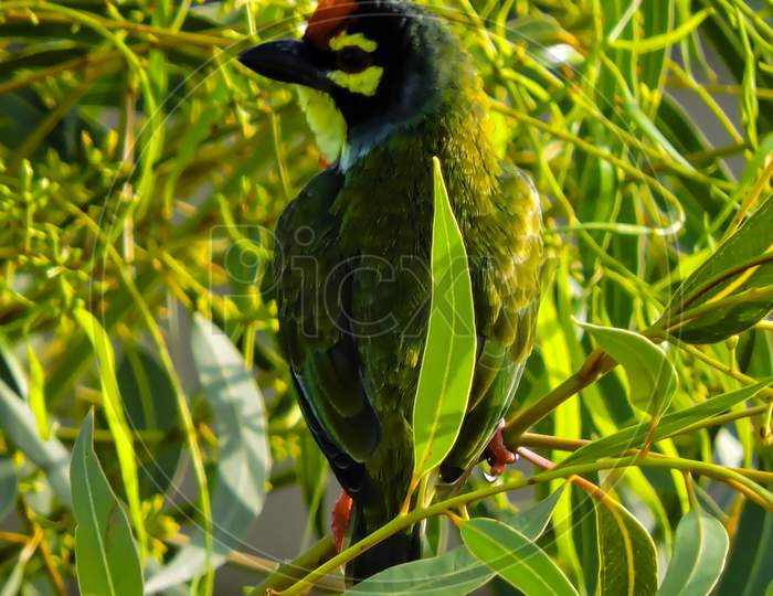 Copper Smith Barbet Early Morning In Asia On Tree "Selective Focus"