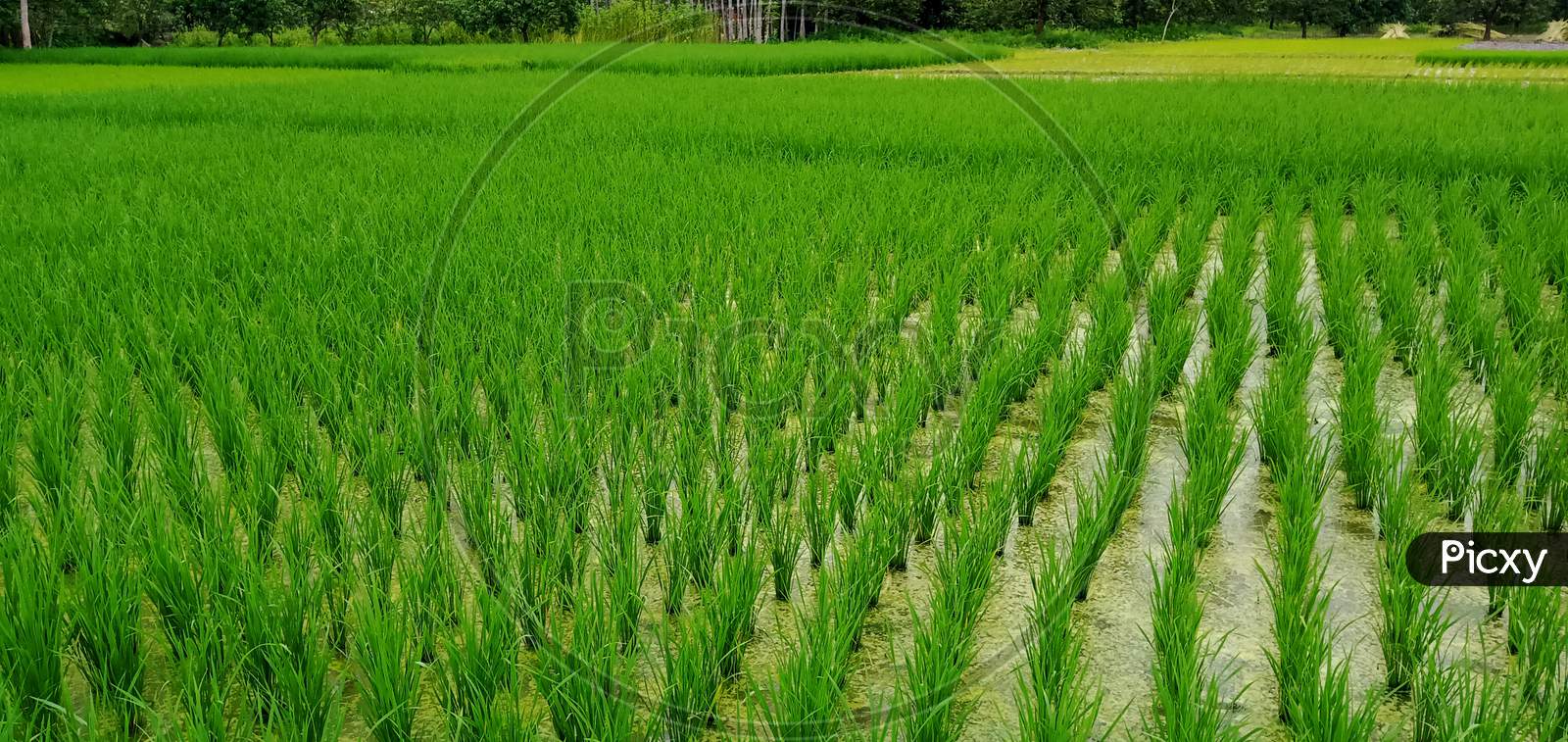 Image of Paddy's field, Rice tree on the field-QO106921-Picxy