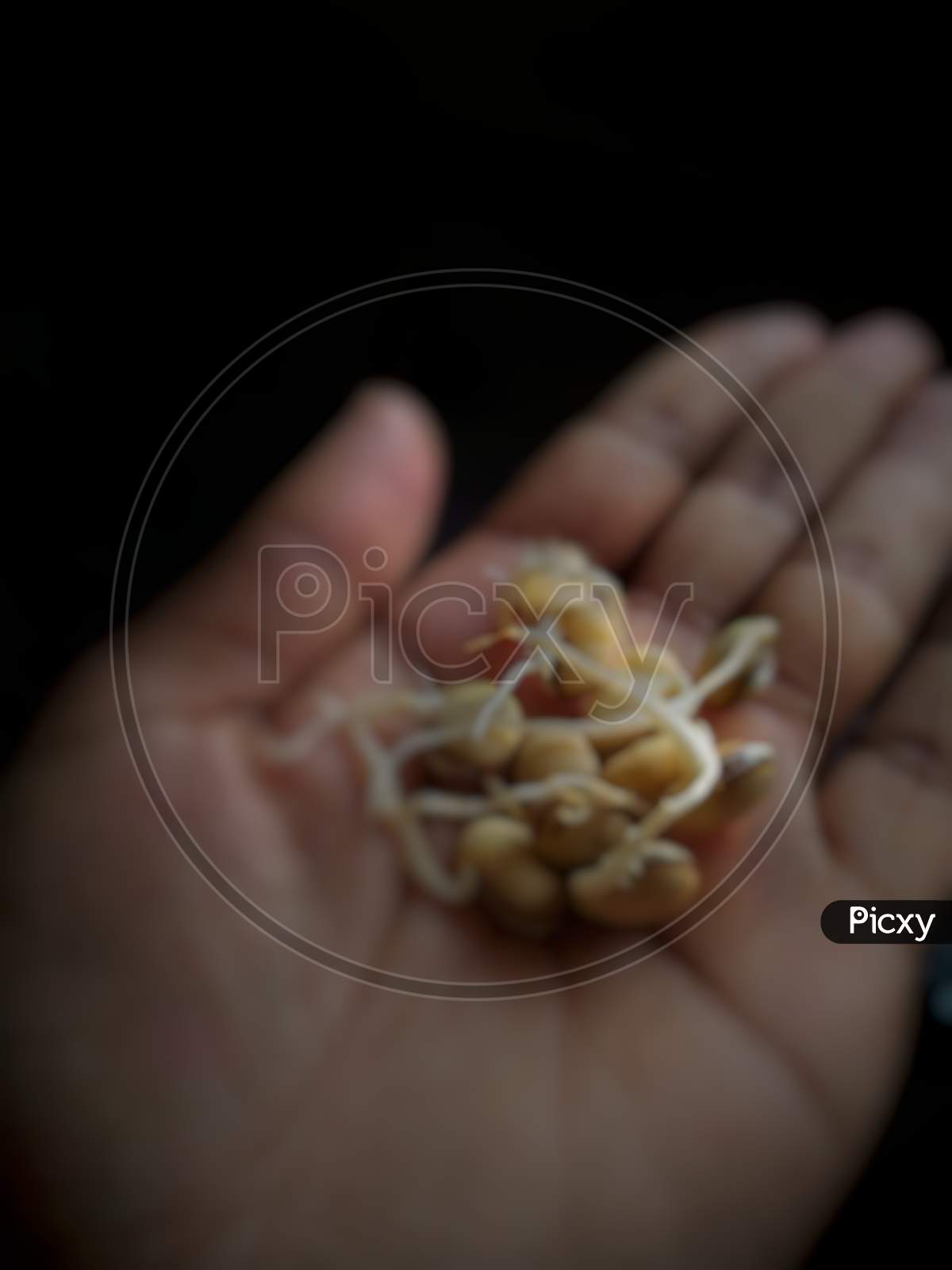 Heap of hyacinth seeds on palm of hand