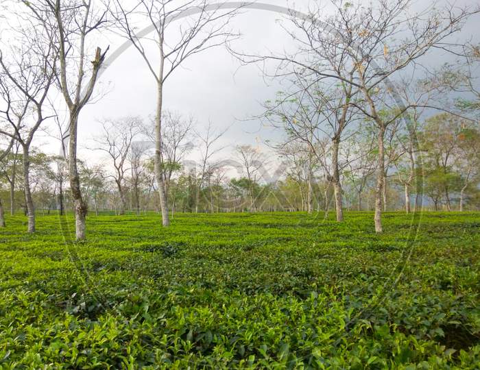Tea Garden, North Bengal, Darjeeling,West Bengal,India