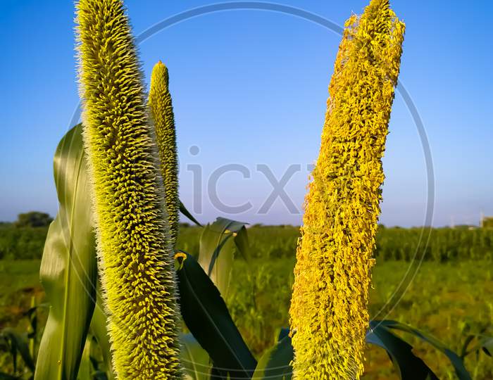 Flowers On The Ears Of Millet In The Blue Sky Background