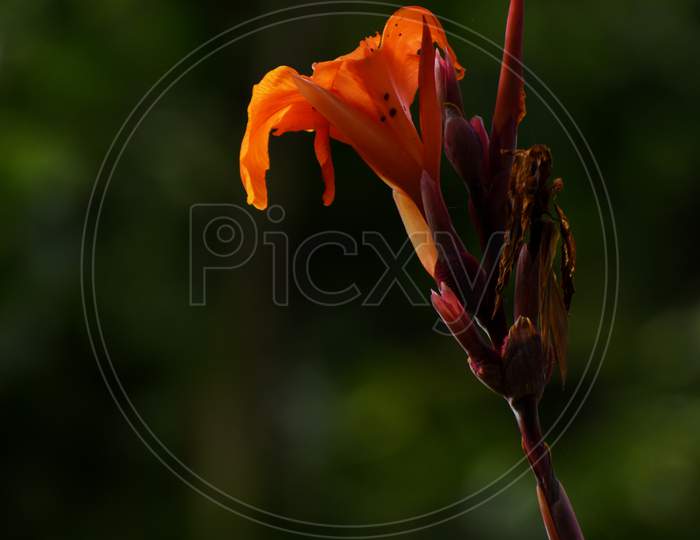 A Magnificient Canna Lily Flower.