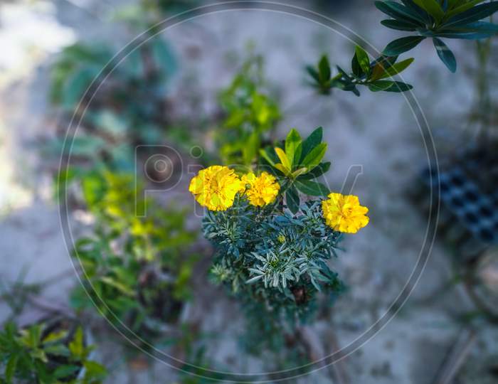 Beautiful Marigold flower