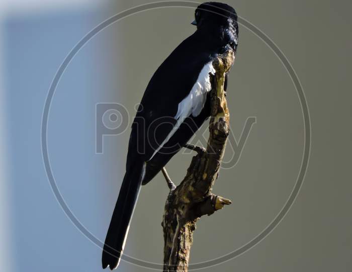 Asian Oriental Magpie Bird Early Morning "Selective Focus"