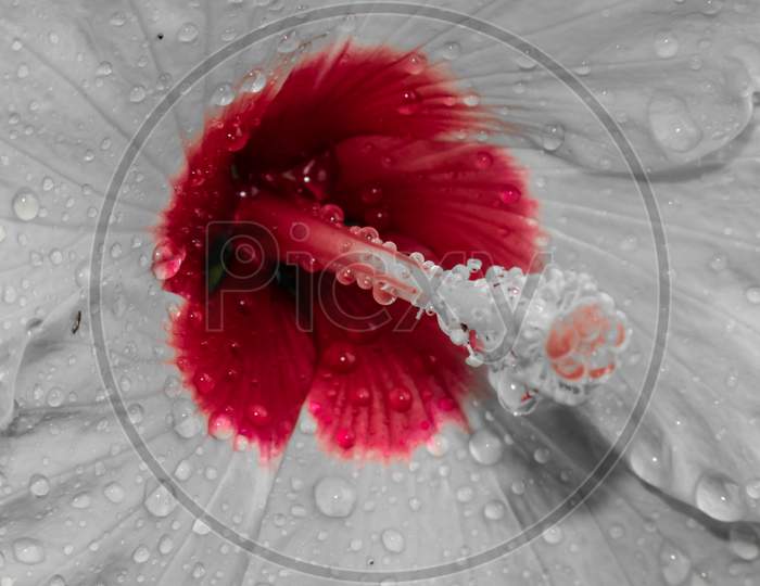 Rain Drop On The Petals Of Hibiscus.