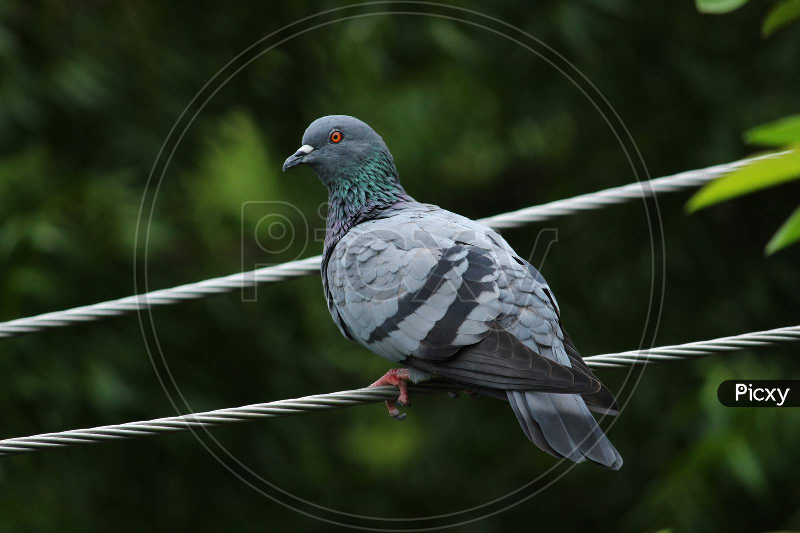 A Single Pigeon Sits On An Electric Line With A Green Background On The Outdoor. A Pigeon Perched On The Electrical Wiring.