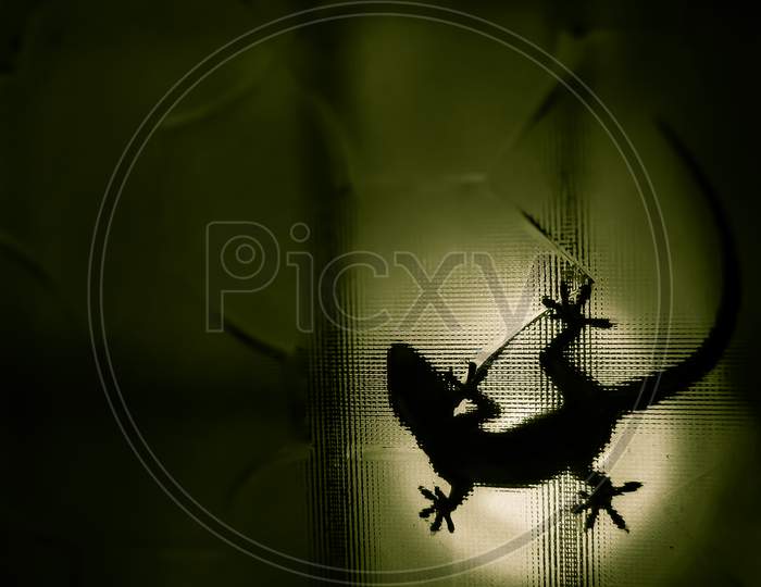 House gecko shadow spotted on green backlight of the textured glass.