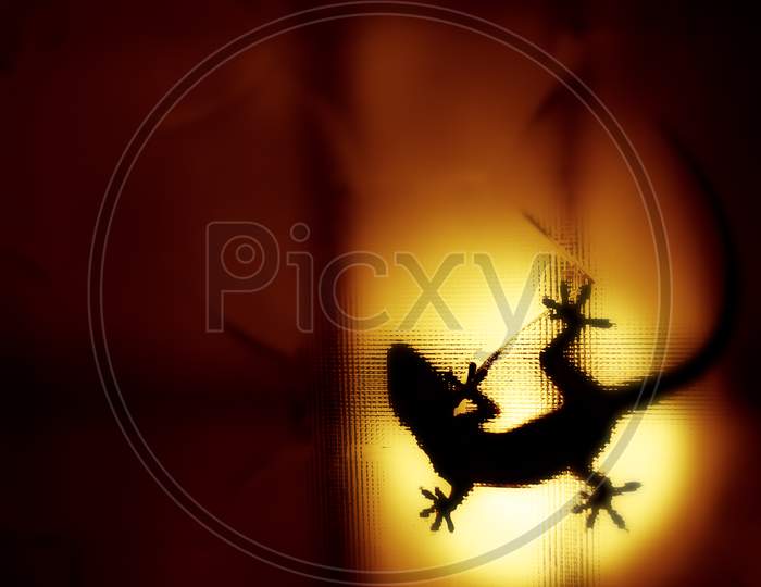 House gecko shadow spotted on orange  backlight of the textured glass.