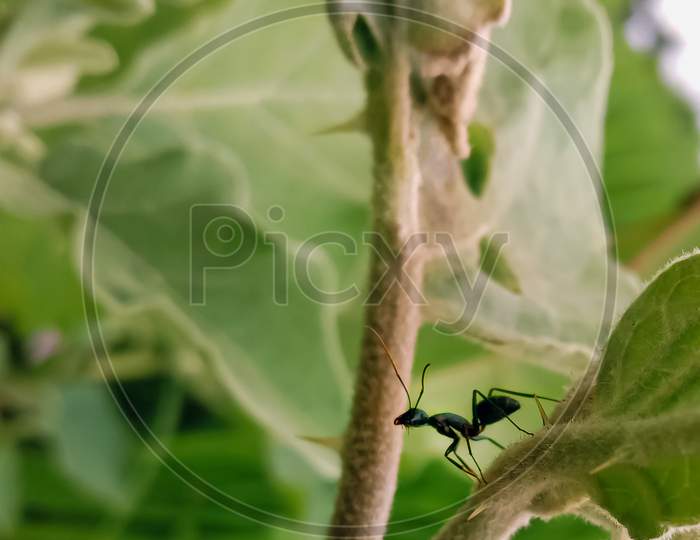 Black ant macro