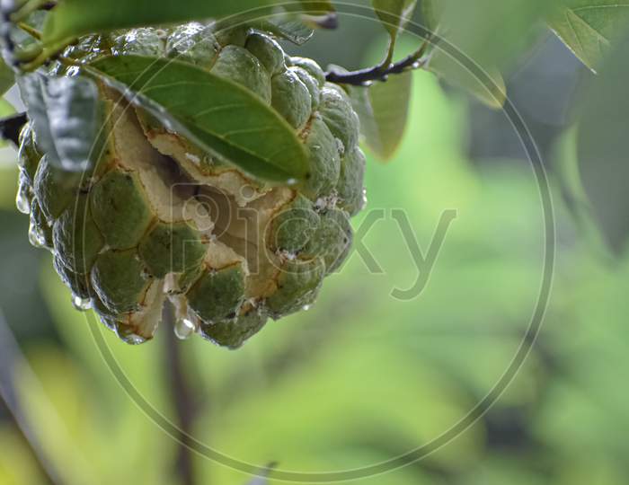 A wet sugar apple on the tree branch with blurry leaves.