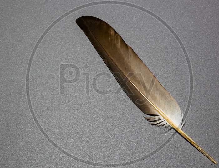 A Brown Feather In A Grey Background