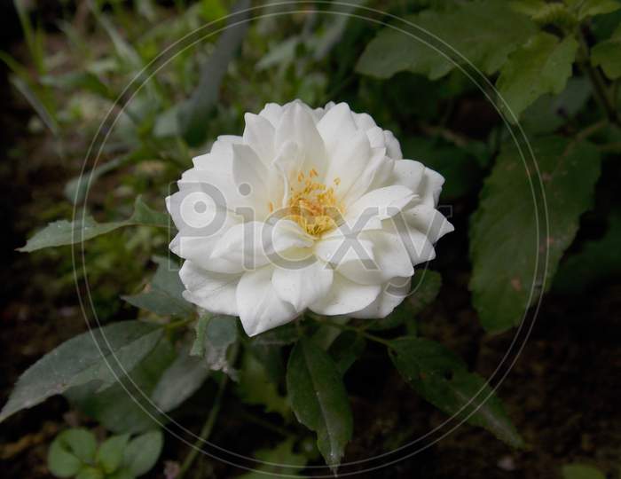 Beautiful white rose blooming in the garden