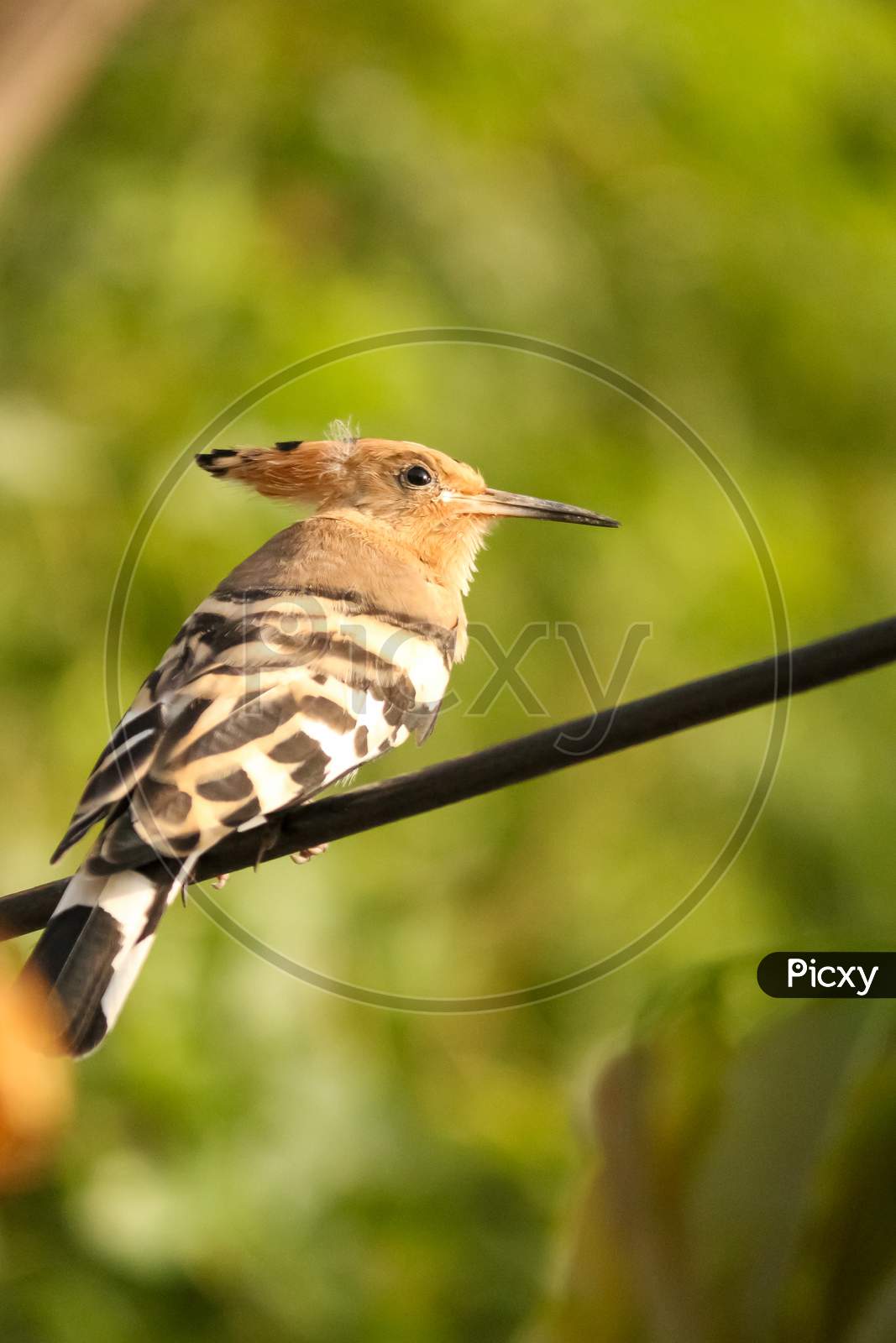 A hoopoe on a wire