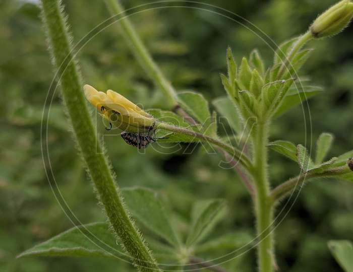 Small Insect Sitting On The Yellow Flower