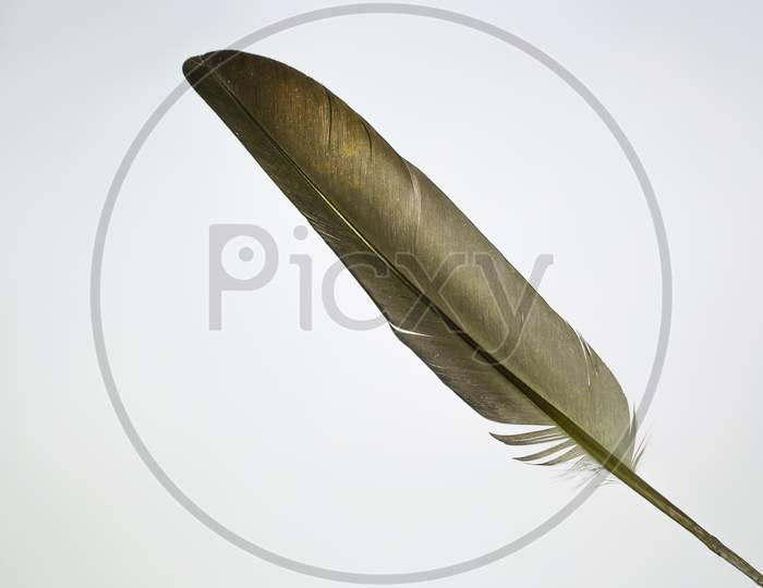 A Grey Feather In A White Background