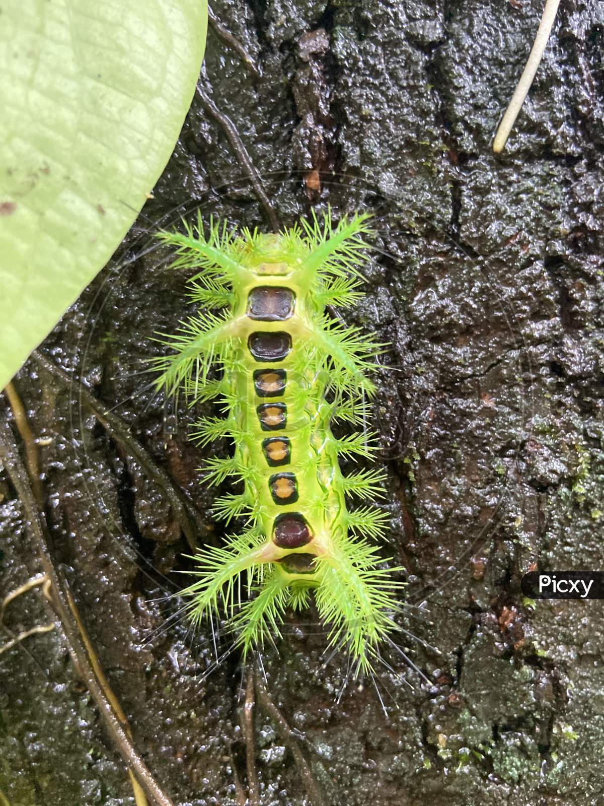 Unique caterpillar