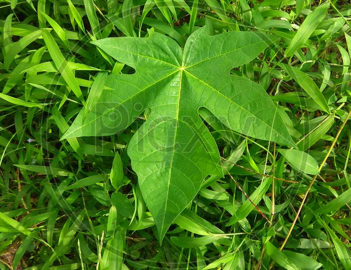 Papaya leaf.