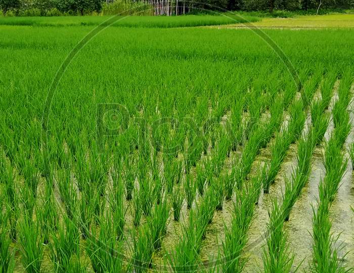 Paddy's field, Rice tree on the field
