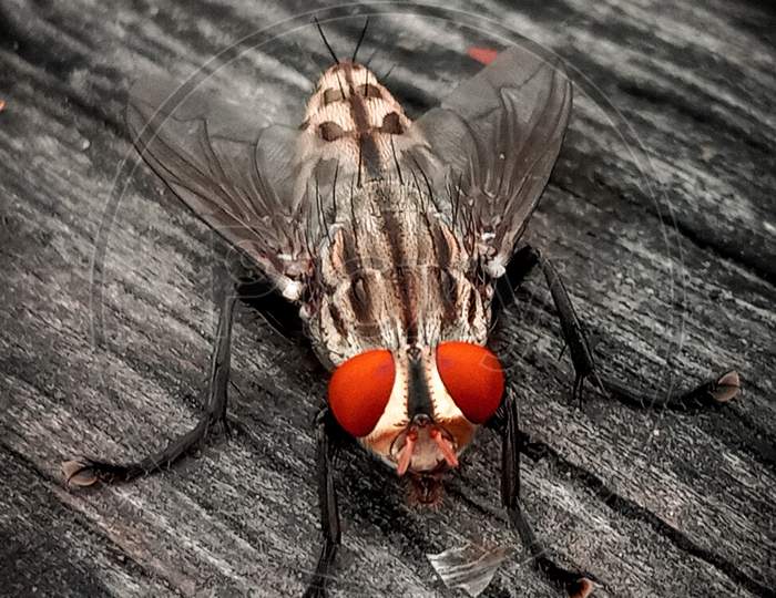 The Closed pic of housefly