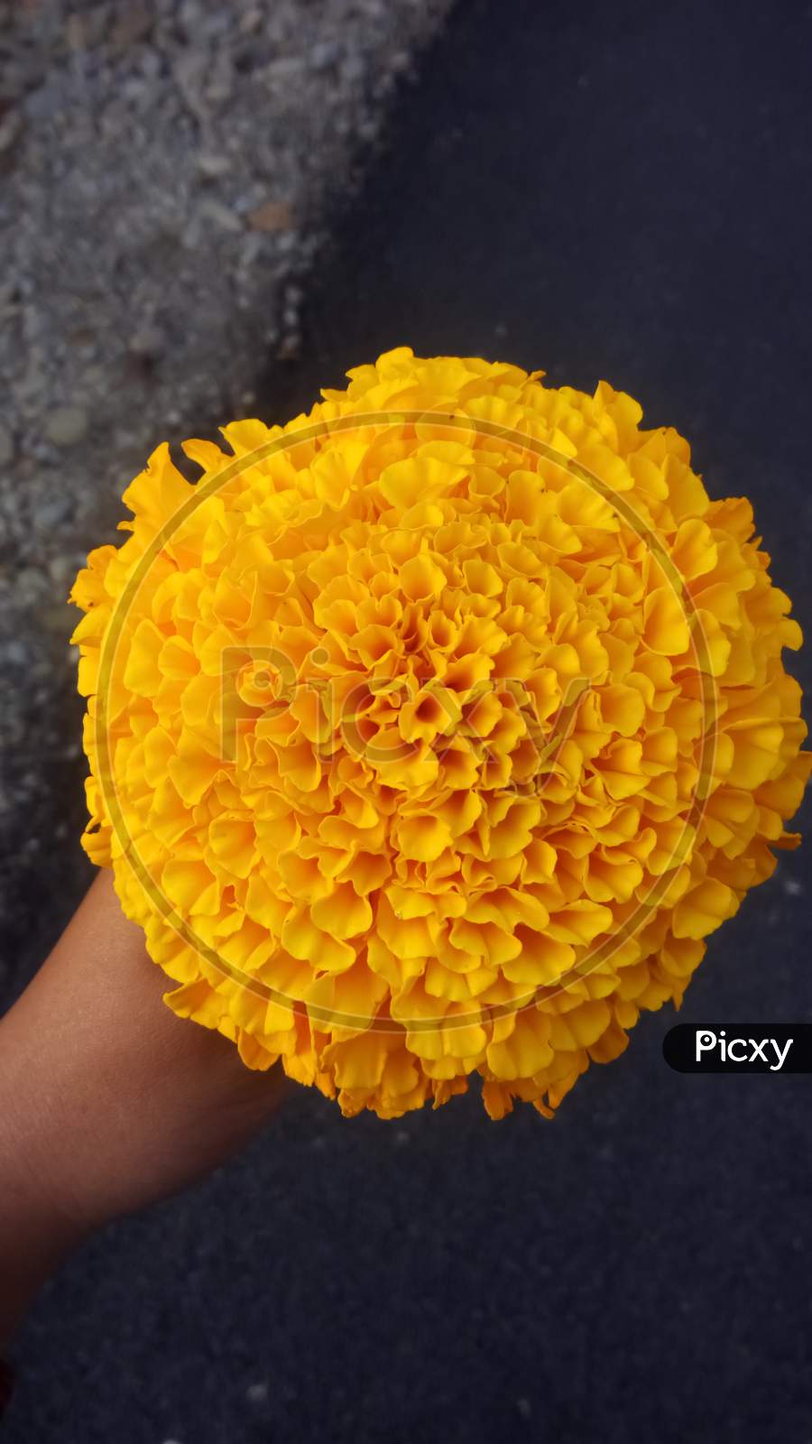 Full bloomed marigold