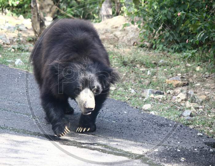 A Black Bear Crossing A Road In Bangalore City Of Karnataka State Located In South India