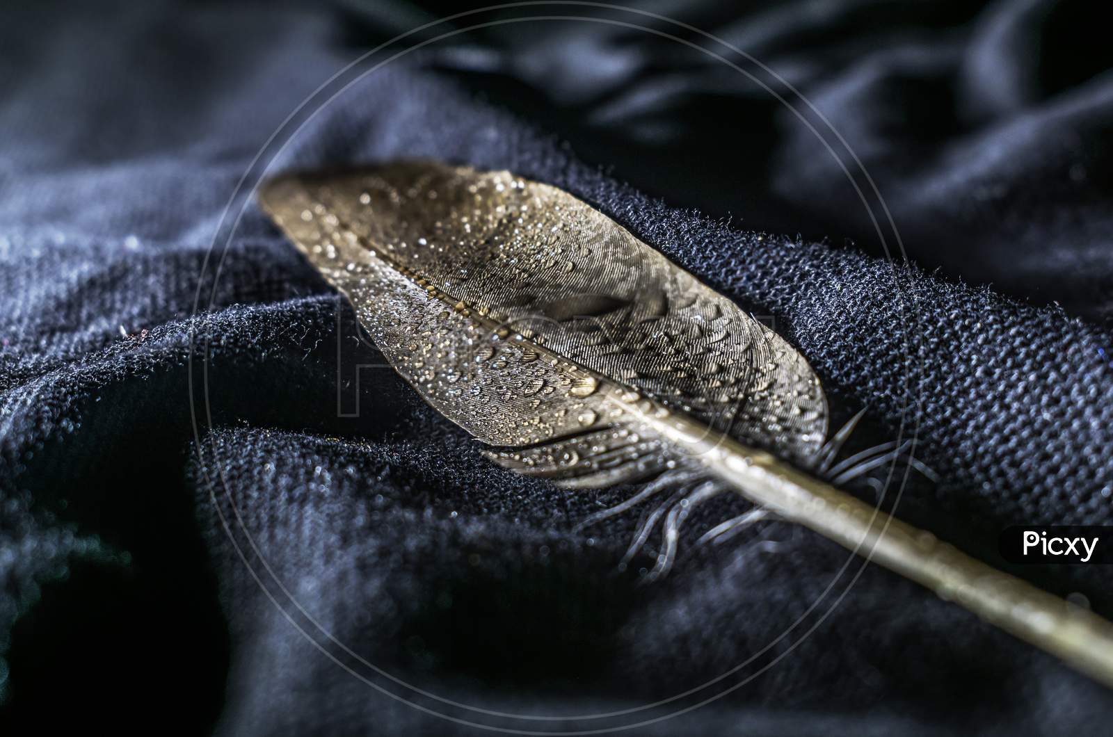 Creative Focused View Of Water Drops On A Feather On A Black Cloth