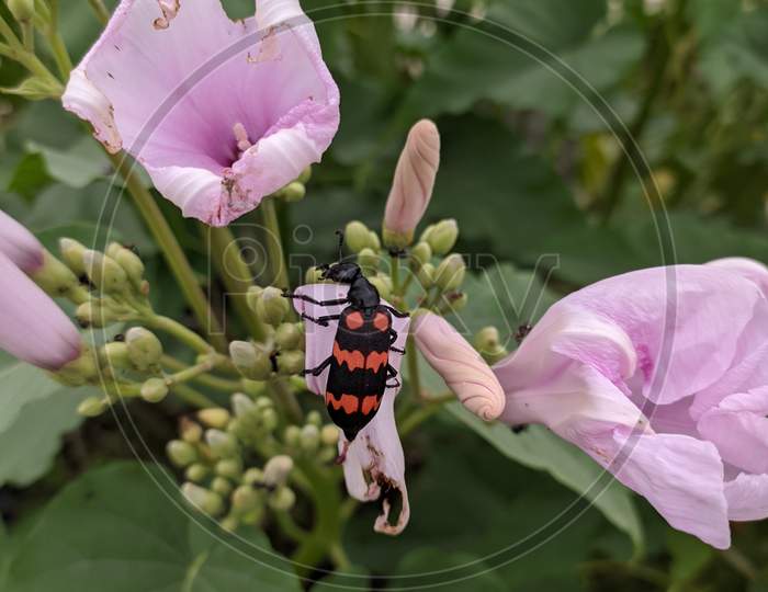 Insect Sitting On The Purple Or Pink Flower