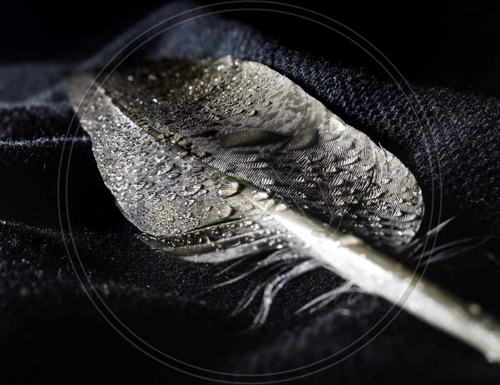 Creative Focused Water Drop On A Feather On A Black Cloth