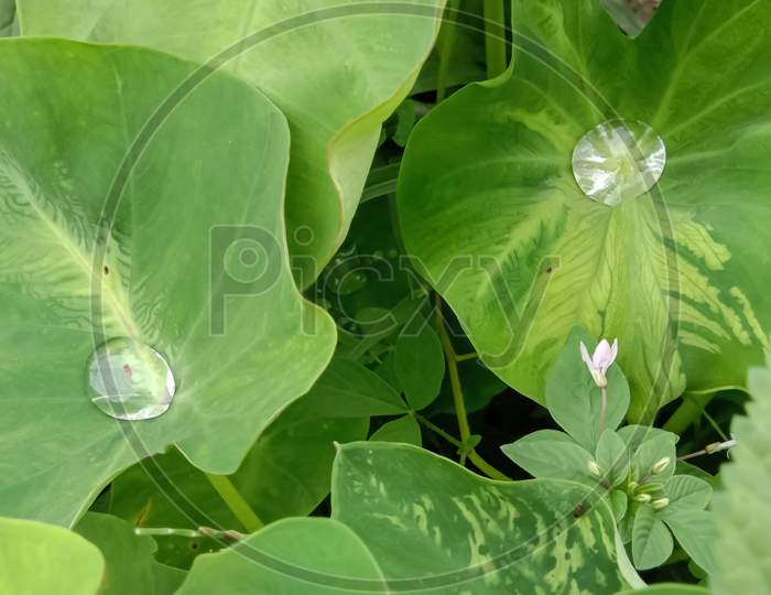 Green leaves and water drops,concept of nature plant