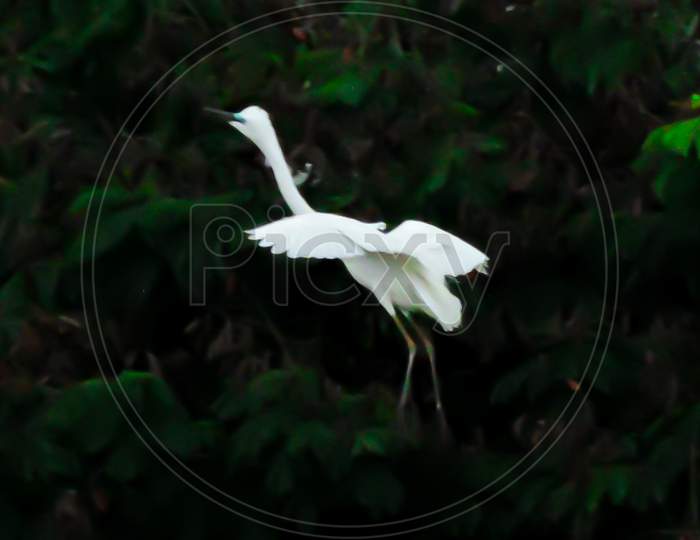 The Great Egret Early Morning During Monsoon
