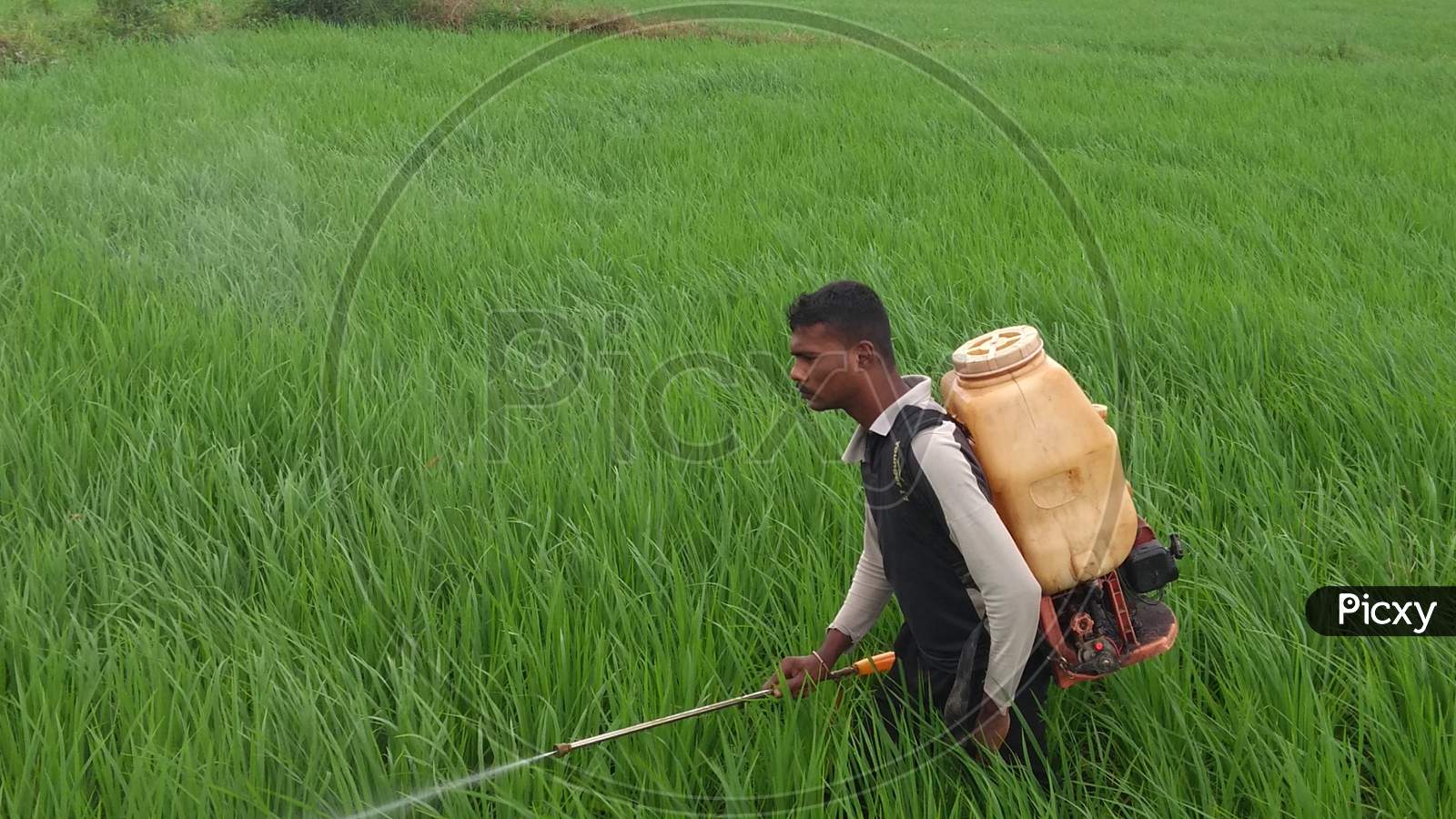 A man spray insecticide on paddy crop