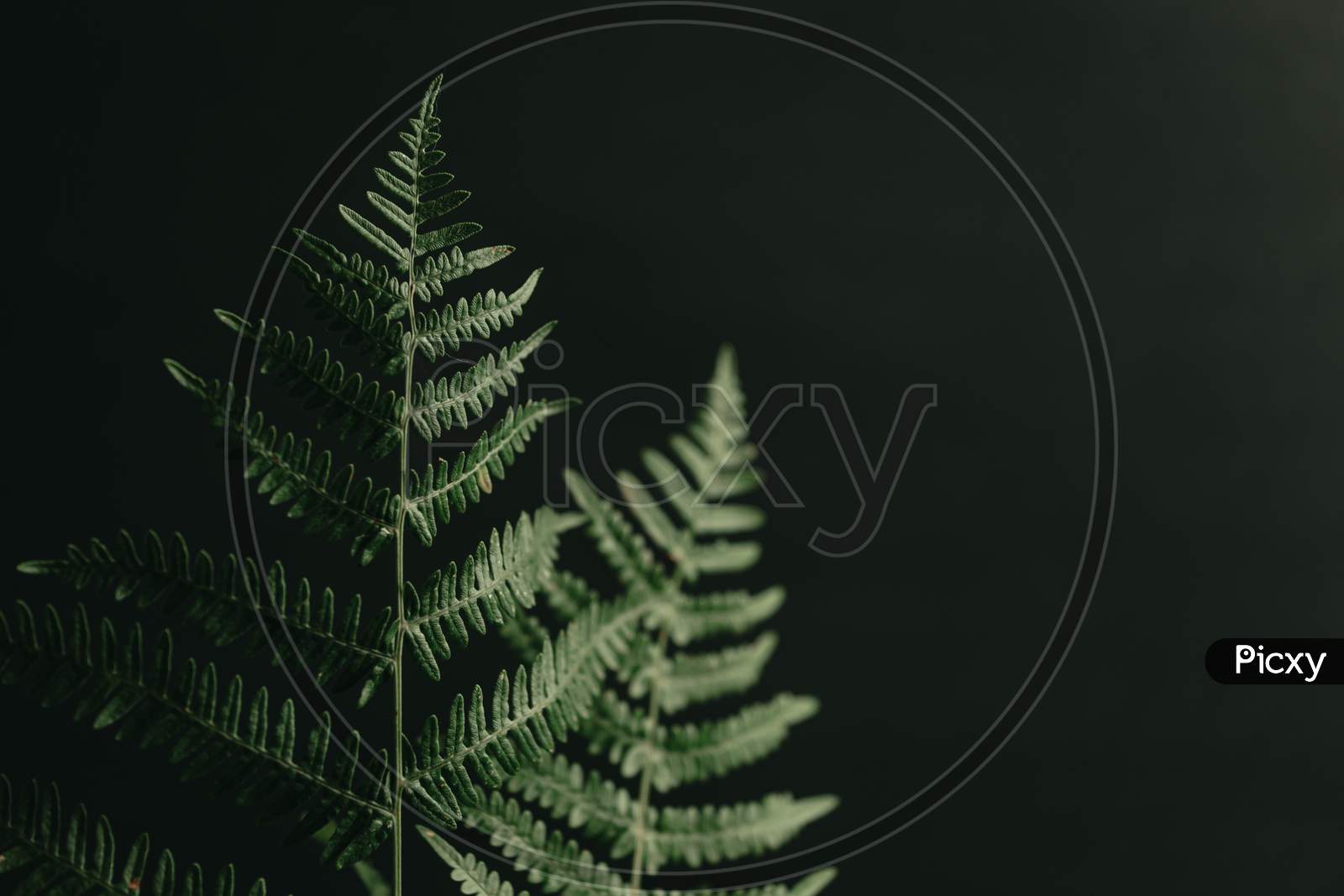 Two Ferns Over A Black Background A Copy Space