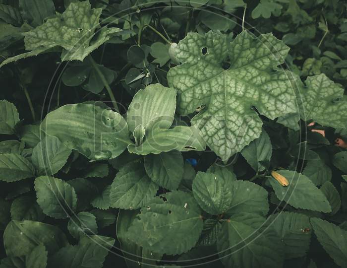 Focusing on the details of leaf. Captured the image for setting up wallpaper.
