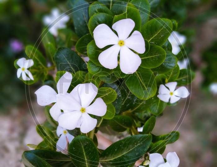 Periwinkle white colour flower