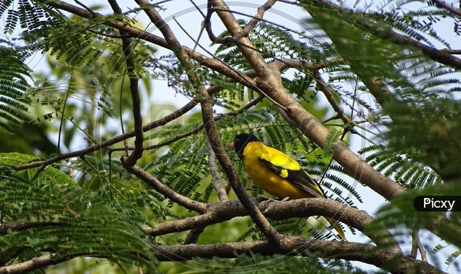 yellow song bird