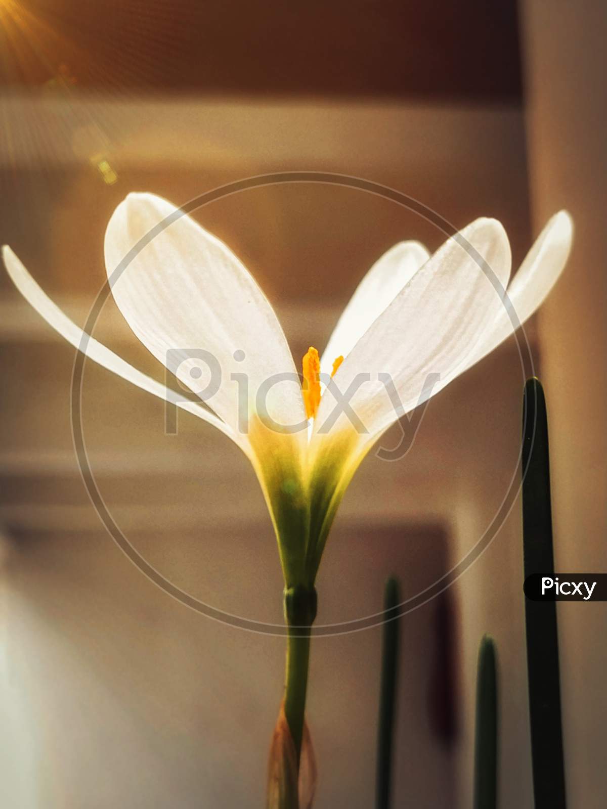 Flared lili