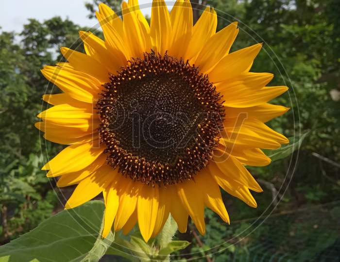 Sunflower,A close up of an beautiful flower