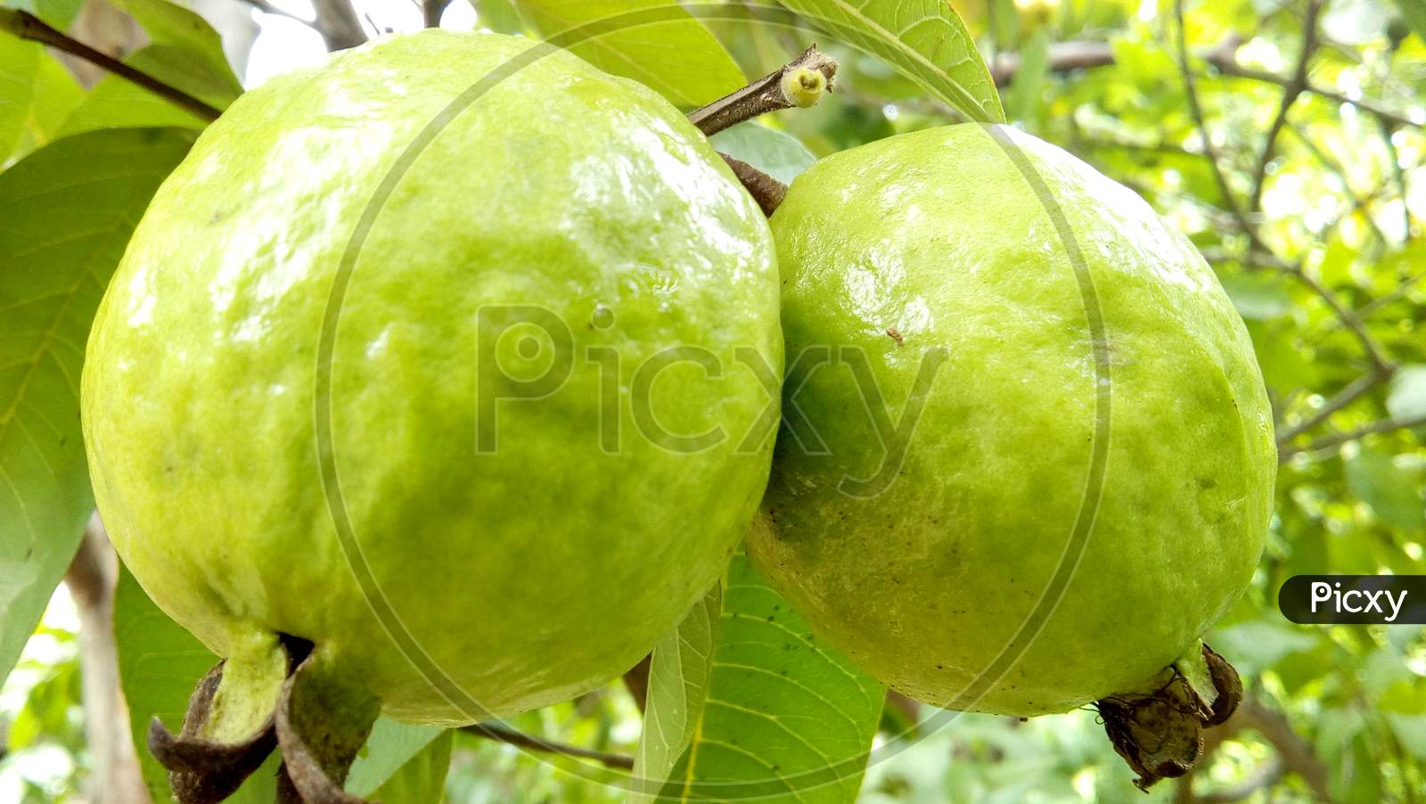 Tasty green Guavas