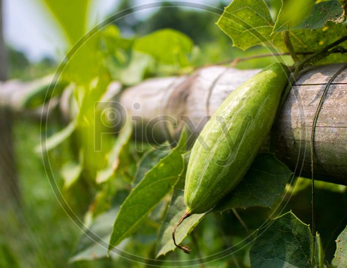 Trichosanthes Dioica, Also Known As Pointed Gourd, Is A Vine Plant In The Family Cucurbitaceae,