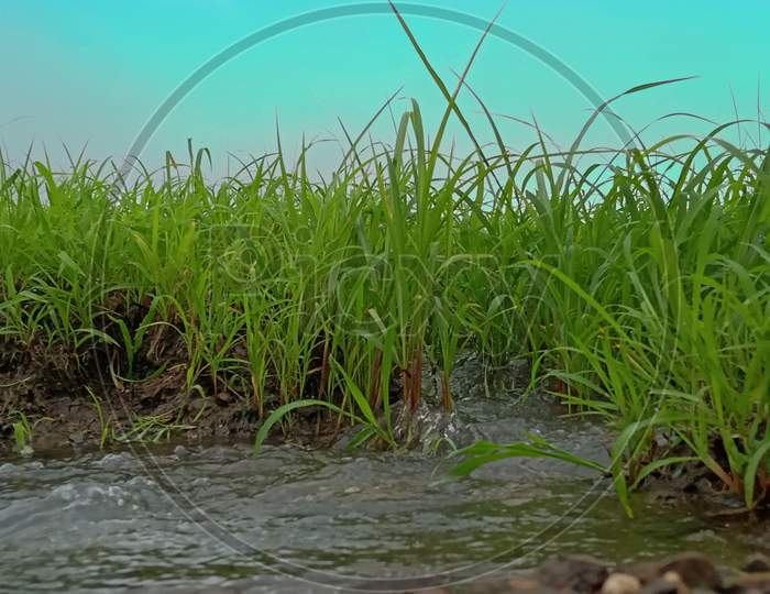 Watter flowing into the green grass
