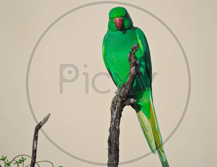Asian Green Parrot In Daylight On Tree