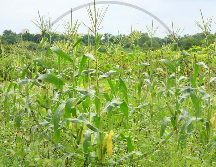 Corn cultivation in farm land.