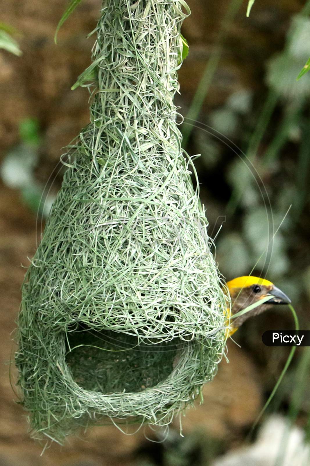 Baya Weaver (Ploceus Philippinus) prepair nest in the outskirts village of Ajmer On August 22 2020.