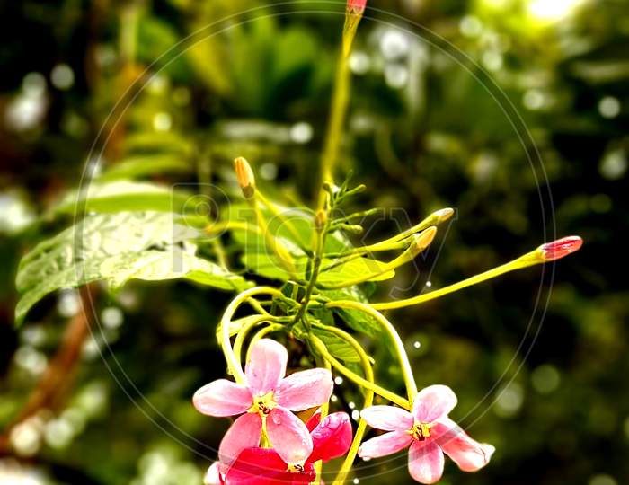 Indian madhu-malti wild flower