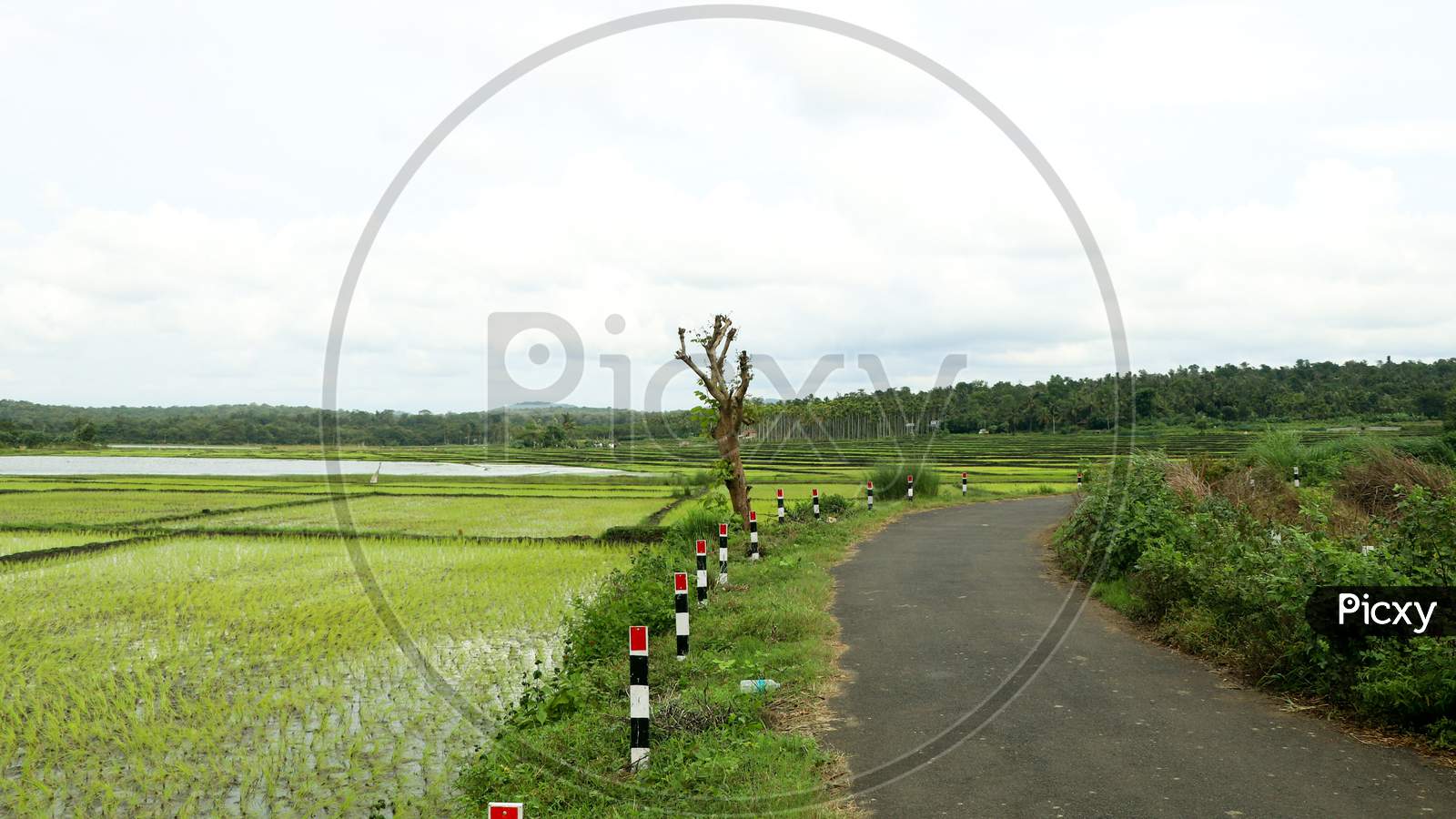 A Village Road Through Newly Planted Paddy Field