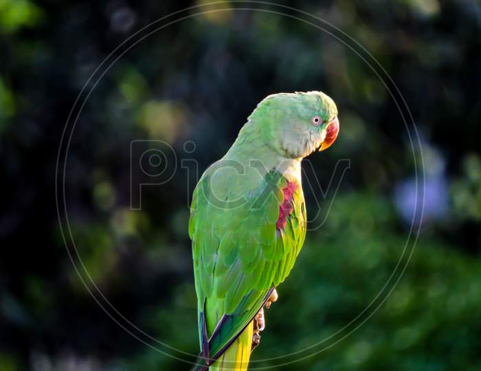 Asian Green Parrot Watching Sunset During Monsoon On Tree "Bokeh"