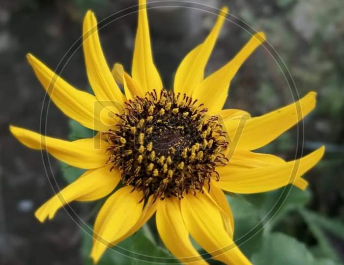 sunflower like a bright sun