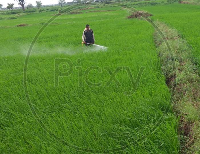 A man spray insecticide on paddy crop