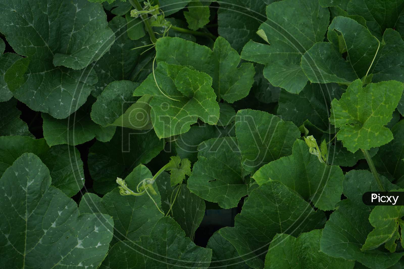 Top View Of The Field Of Bottle Gourd, Leaves Of Bottle Gourd, Green Leaves Background And Texture.
