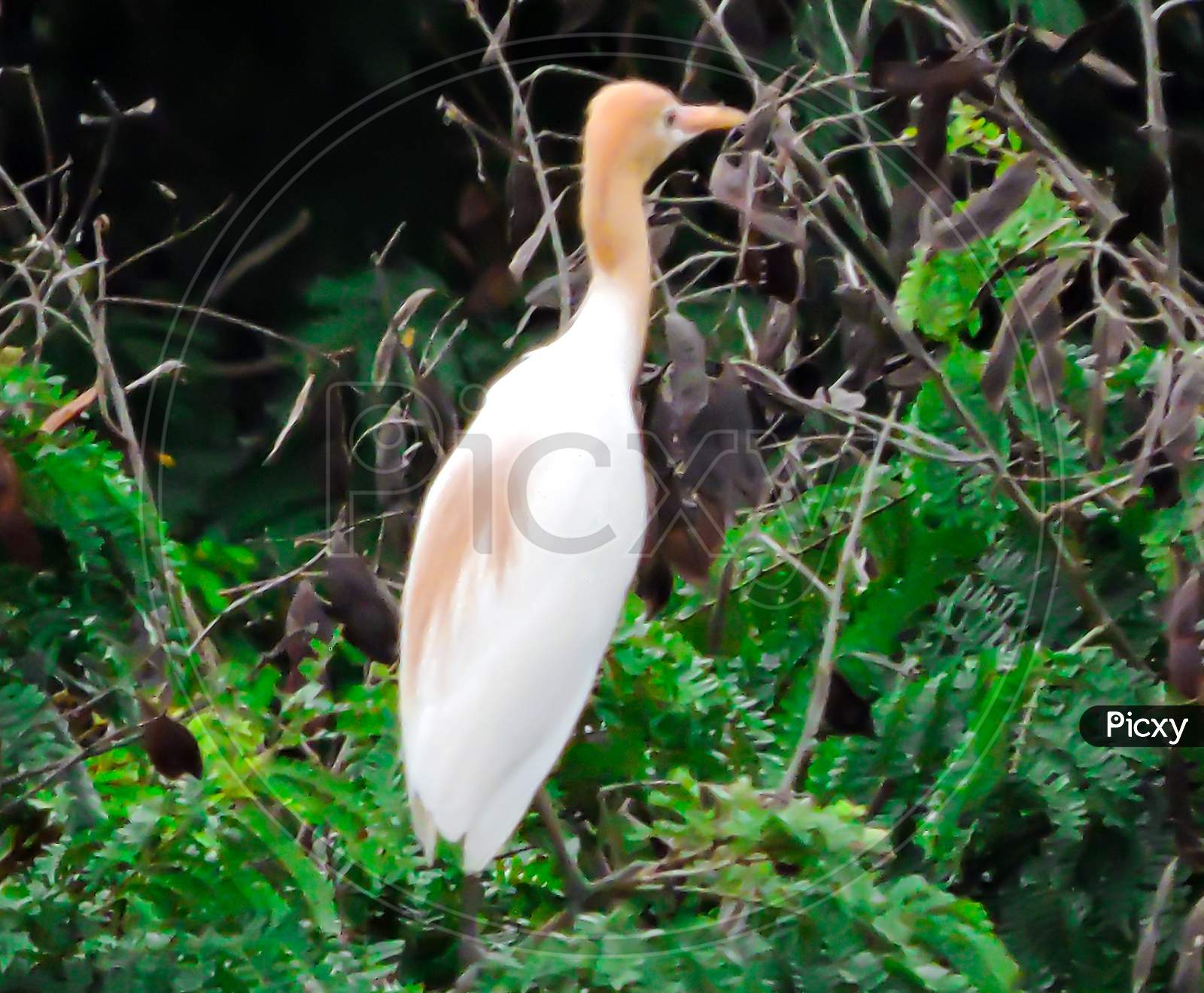 The Cattle Egret During Monsoon On Tree